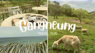 Gangneung travel vlog | Seoul South Korea | Sheep farm, cafes, Haslla Art Museum | 강릉 여행 브이로그 |