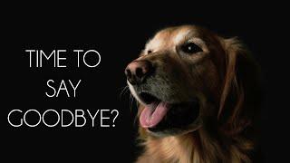 Saying Goodbye: The Right Time to Euthanize Your Pet