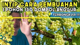 1 pohon 130 Dompol Anggur !! Gini Rahasia  Pembuahan potes pucuk