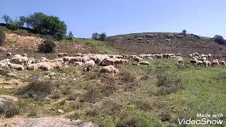 معلومات عن تربية الغنم في اسبانيا