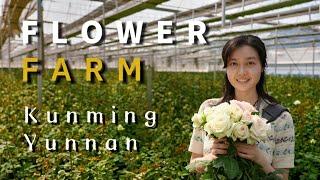 Exploring Flower Farms in Kunming, Yunnan: A Blossoming Journey