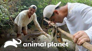 Frank "enloquece" con estos espectaculares animales en Tailandia | Wild Frank | Animal Planet