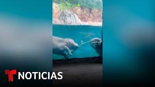 Captan a hipopótamos jugando bajo el agua con un peculiar juguete | Noticias Telemundo