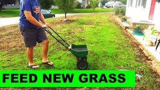 When to fertilize new grass after a renovation