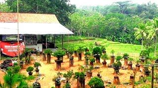 luar biasa, indahnya kampung bonsai wadas ngampar , desa penyarang" kec, sidareja cilacap