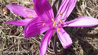 Plantes Montagnardes : présentation de fleurs alpines à la fonte des neiges