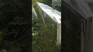 Деревенские дела
