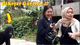 Detik-detik dikejar Gorila semua lari berhamburan .!! Funny video