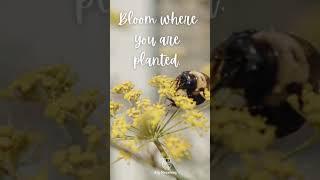 Bloom Where You Are Planted | Quote of the day