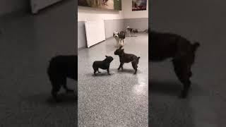 Dogs at play