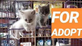 LEPAS ADOPSI KITTEN PERSIA AT TERAS PETSHOP BENGKULU