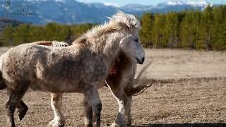 Wildpferde - CUSHING - Behandlung - Fallbeispiel