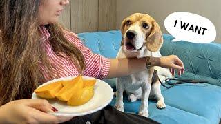 11 Things You Can’t Do When You Own A Beagle