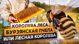 Бурзянская пчела или лесная королева | @rgo_films
