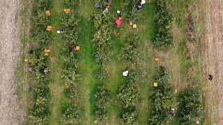 Berba dunja 2023  /  Quince Harvest aerial view