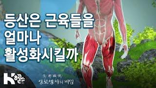 [생로병사의비밀] 665회 핫클립 - 등산은 근육들을 얼마나 활성화시킬까⁉