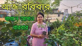 আজ রবিবার বাগানের কাজও অনেক রকম।। Vegetable Garden।। Greeny Pots।।