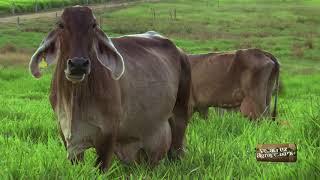 Veracruz Agropecuario - Manejo Eficiente del Pastoreo