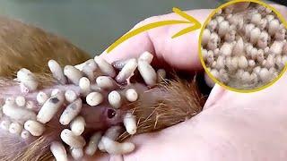 #Animalrescue Mangoworm Removal Compilation, Vet Treat To Dog From Worm