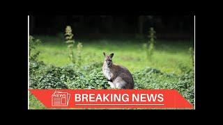 [Breaking News] Police Chase a Wayward Wallaby Across Sydney Harbor Bridge