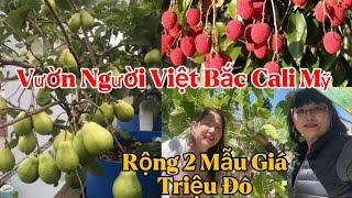 Bí Quyết Giúp Cây Ăn Trái Nhanh Có Trái, Trái Sai Trĩu Cành Của Cô Chủ Vườn Triệu Đô Ở Mỹ