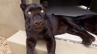 Hanging Out With Black Leopards | The Lion Whisperer