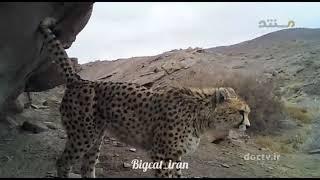 Asiatic cheetah  یوزپلنگ ایرانی