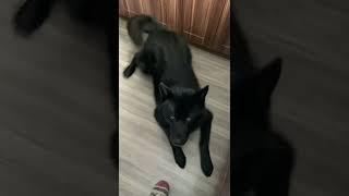 Волкособ Гул’Дан Это видео набрало в тик-токе 26 млн просмотров 