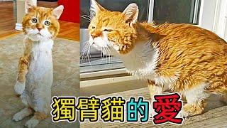 淚目！堅強的獨臂貓拒絕所有人領養，但它的愛從沒有缺乏過
