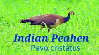 Indian Peahen (Pavo cristatus)