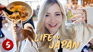 japan travel vlog  homestay, local foods, akita dogs