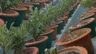 Adenium Pruning Multiplies Branches Flooded with Tons of Flowers