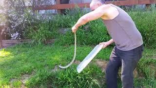 Snake Catcher, Tiger snake catch by the Snakeman Raymond Hoser