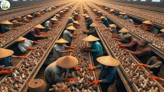 China Quail Farm - Chinese Farmers Earn Millions of Dollars Every Eear From Quail Farming