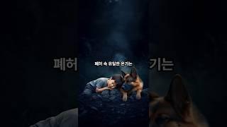 #shorts  전쟁터 폐허에서 울고 있는 아이 곁을 지킨 군견 출신 셰퍼드#감동실화     #전직군견     #군견레오     #전쟁터기적     #동물감동     #아이구한개