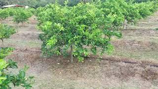 mantenimiento en limon persa alta densidad 3x3 1100 plantas por hectárea