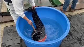 Our Visit to Nogami Koi Farm