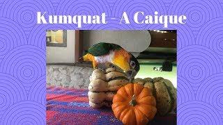 Kumquat the Caique Playing With a Pumpkin