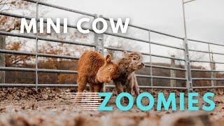 The Fastest Mini Cows You Ever Did See!