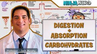 Gastrointestinal | Digestion & Absorption of Carbohydrates
