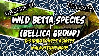 Betta Bellica Group (Wild Betta Species) | WILD BETTA