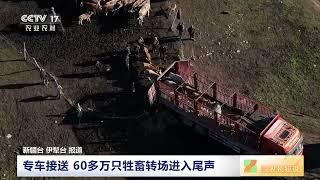 [三农长短说]沃野千里牛羊肥 新疆新源 专车接送 60多万只牲畜转场进入尾声 | 农业致富经 Agriculture And Farming