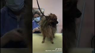Салонный груминг шпица - секреты, подглядываем. Стрижка, сушка феном, купание. Подрезание когтей.