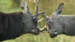 The Sika Deer - The British Mammal Guide