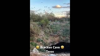 The largest colony of bats in the world, AMAZING Bracken Cave, Texas visit #bats #texas #cave