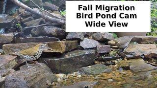 DIY Bird Pond Stays Busy During Fall Migration | Warblers, Thrushes, Tanagers | GoPro