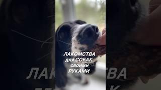 ЛАКОМСТВА для СОБАК своими руками #лакомствадлясобак #полезноивкусно ##собачьярадость  #быстро