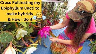 Cross Pollinating my Epiphyllum Cacti to make Hybrids & How I do it #cactus  #cacti #cactusplants