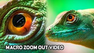 Zoom out video of animals.Ultra  zoom out. Edit Idea