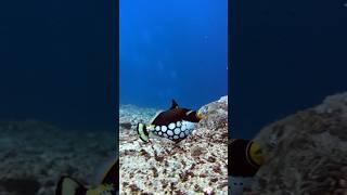 Triggered with cuteness for this Clown Triggerfish  #bali #nusapenida #scubadiving